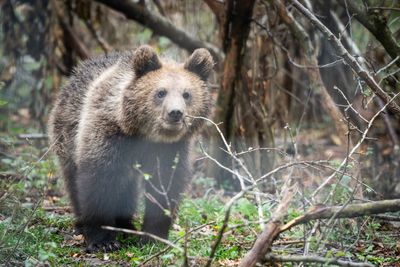 An unexpected fan: wild bear surprise spectator of race convoy at Sibiu Tour stage - video