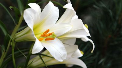 How to grow lilies in pots – expert tips for dramatic floral displays with a ravishing summer scent on patios, decks and balconies