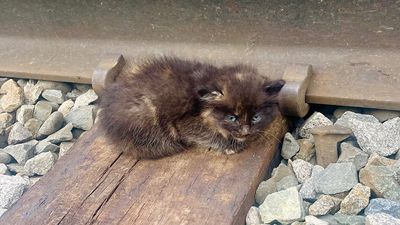 Kitten rescued after being trapped on Alaskan Railroad: ‘She’s a little survivor’