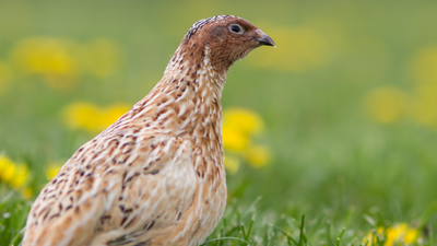 Japanese quail: The bird with weird sperm foam, a post-sex strut and a spot in space history