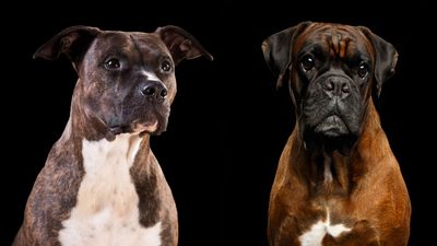 Pitbull vs boxer: Vet-verified breed comparison