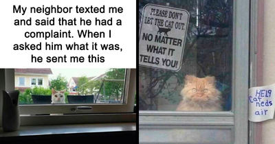 50 Cute And Funny Cat Memes That Are Cheaper Than Therapy (New Pics)