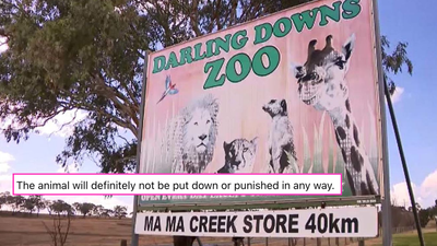 QLD Zoo Claims Woman Was ‘Grabbed’ By A Big Cat While Watching Keepers Work