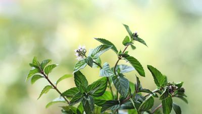 I’ve discovered a fresh herb that squirrels hate, but you will adore – and it’s an ideal form of natural pest control
