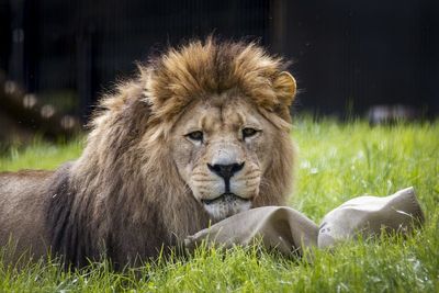 Woman's 'arm severed after being mauled by lion' in Australian zoo