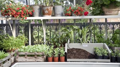 7 plants to propagate in July – get new plants and grow your garden for free by taking cuttings this month