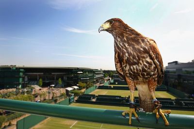 Succession crisis at Wimbledon as Rufus the hawk fails to breed