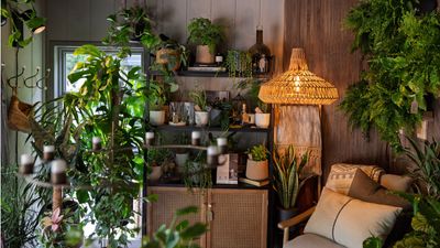 Five expert ways to keep your houseplants cool and hydrated in a heatwave, so they don't start flagging from the soaring temperatures