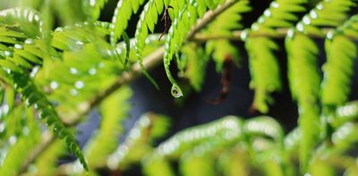 A Māori worldview describes the immune system as a guardian – this could improve public health in Aotearoa NZ