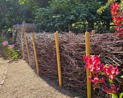 Country diary: Bird cherries, caterpillar silk and a beautiful dead hedge