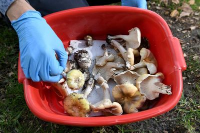 The Making Of Australia's Mushroom Murders