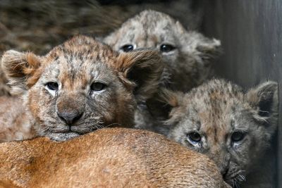 Lion attacks woman and children after escaping cage in Pakistan farmhouse