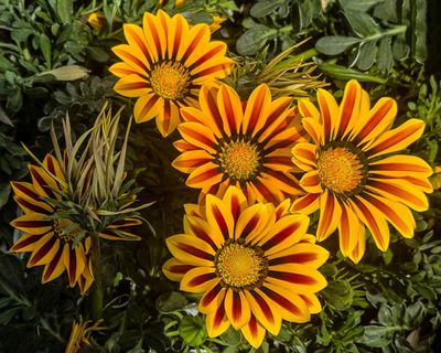 Multicolour menace: these hardy daisies love Australian conditions – and are taking over roadsides