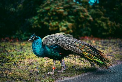 Loose peacock waking neighbours at 5am and destroying vegetable patches: ‘He’s very annoying’
