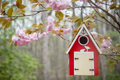 6 birds you will never see at your birdhouse – despite your best efforts to tempt them to visit