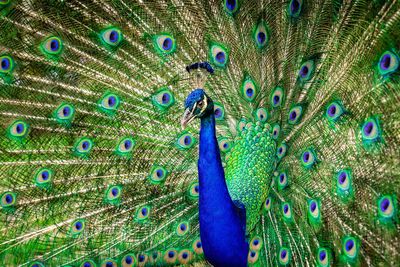 Percy the peacock’s fowl play has a Wiltshire town at wits’ end