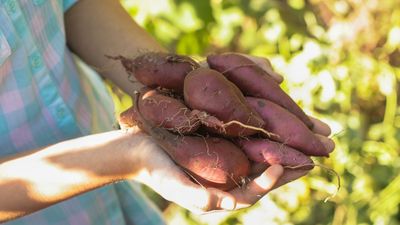 These 6 sweet potato companion plants will repel pests to give you the best crop, plus what never to plant with this root vegetable