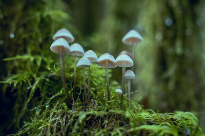 Best mushroom supplements for energy without the caffeine crash