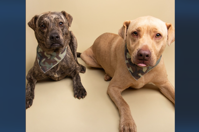Bonded dogs looking for new home after former NYPD owner dies