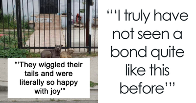 Stray Pups Refuse To Be Rescued Separately, Melt Hearts With Their Love And Loyalty For One Another