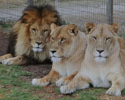 Queensland zoo reopens after owner’s sister-in-law loses arm to lion attack