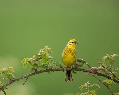 Country diary: As I cycle along, it feels as if each yellowhammer is handing me on to the next