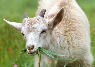 Laguna Beach Fire: How Goat Grazing And Smart Reforms Helped Slow The Rancho Fire