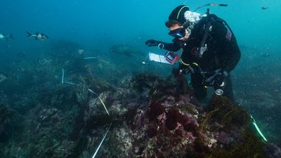 'Toxic to anything with gills': algal bloom spreading