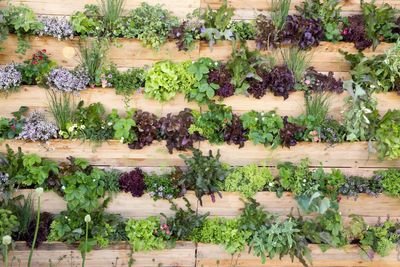 Give yourself more green space with vertical gardening