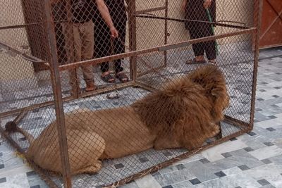 Pakistan launches crackdown on ‘pet’ lion ownership after woman mauled in Lahore street