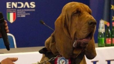Italy's Meloni condemns 'vile' killing of sniffer dog with nail-stuffed sausages