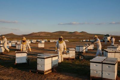 ‘Could become a death spiral’: scientists discover what’s driving record die-offs of US honeybees