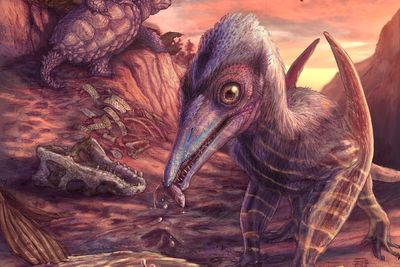 Scientists unearth fossils of ‘previously unknown species’ from dinosaur era