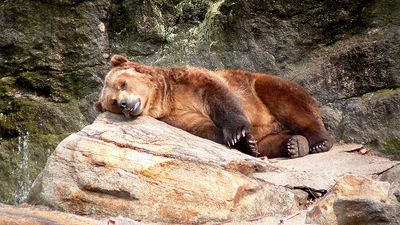 Stock Market Today: Dow Proves To Be The Biggest Loser Of The Day; Nasdaq Closes Flat