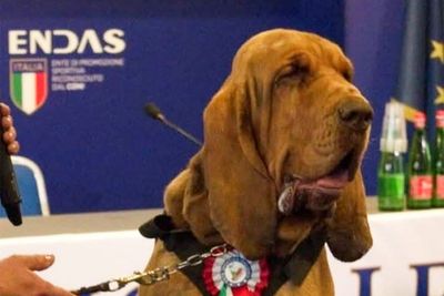 How the brutal killing of a sniffer dog has outraged Italy