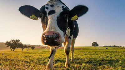 Dairy cows in distress: New study shows extreme heat is shrinking milk production