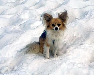 Tiny pet dog credited with helping to save hiker trapped in Swiss glacier