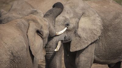 Zimbabwe’s elephant boom fuels conflict alongside conservation wins