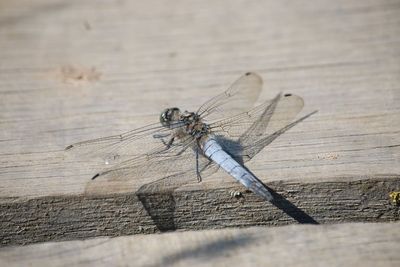 First recorded sighting of rare dragonfly in Belfast hailed by conservationists