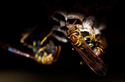 7 Plants That Attract Dangerous Pests without You Realizing It