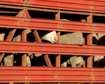 ‘Serious animal welfare concerns’: Australian authorities investigate alleged breach of livestock export rules
