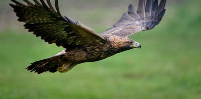 Golden eagles were reintroduced to Ireland, but without prey they’re now struggling to thrive