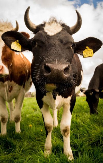 Cattle Rally Extending Tuesday