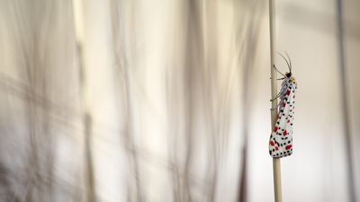 Shoot above life-size and discover alternative tools to a macro lens