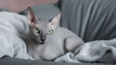 The sphynx is the most famous hairless cat—but is this bald and beautiful breed right for your home?