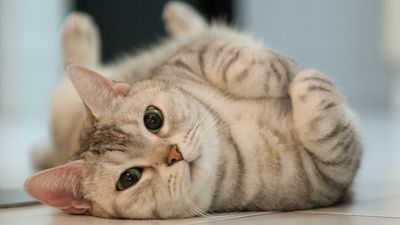 Feline behaviorist reveals what your cat’s body language really means