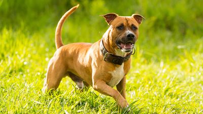 American Staffordshire Terriers are devoted and loyal but, if you can, should you get one?