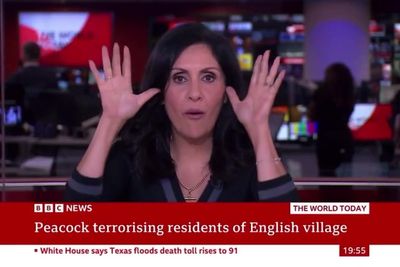 BBC presenter makes peacock noises on air, two years on from middle finger incident