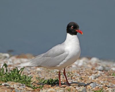 Birdwatch: a newish arrival to England’s southern shore means gulls galore