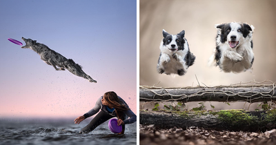 78 Jaw-Dropping Action Shots Of Dogs By Claudio Piccoli
